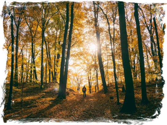 Mitten im Wald